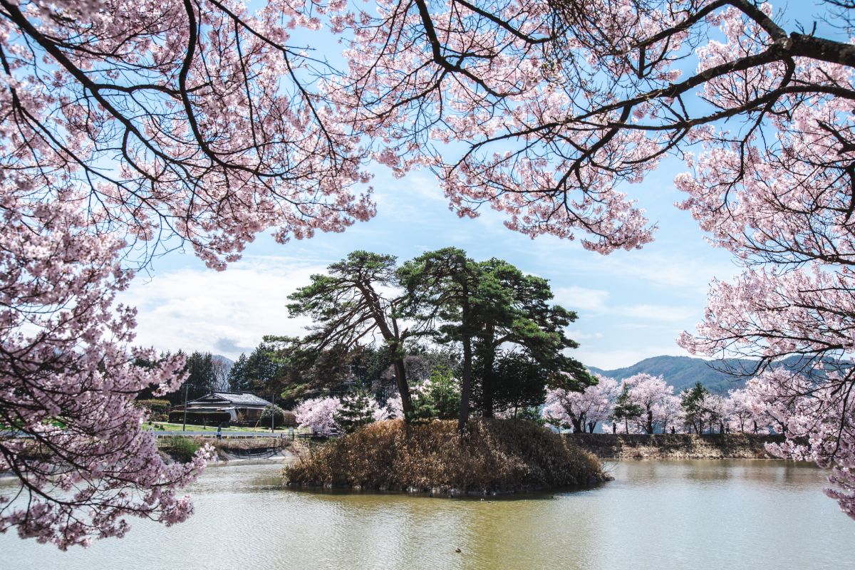 南信州の桜旅　六道の堤